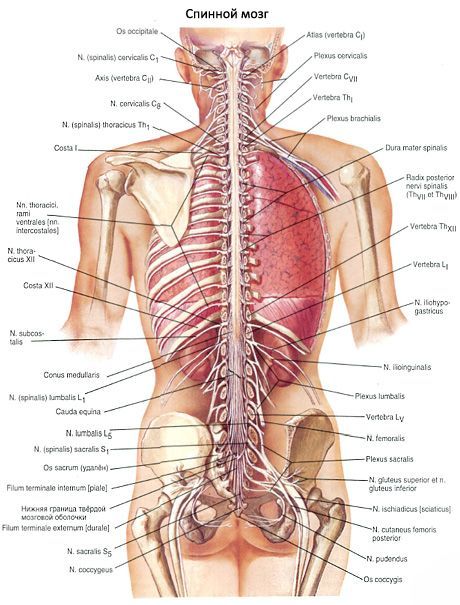Гърбът на гръбнака 