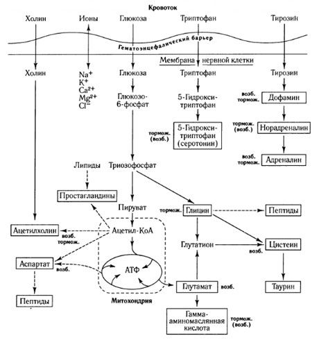 Начините на обмен на медиатори и ролята на кръвно-мозъчната бариера в метаболизма (на: Shepherd, 1987)