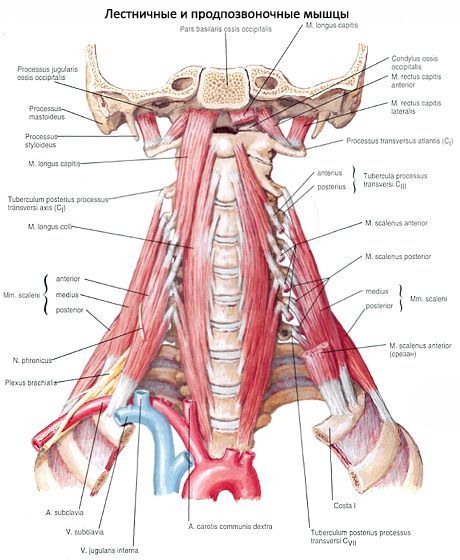 Мускулите на дълбокото гърло
