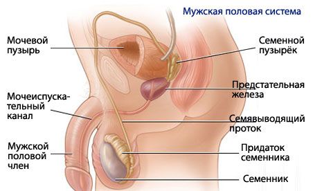 Анатомия и физиология на мъжката репродуктивна система