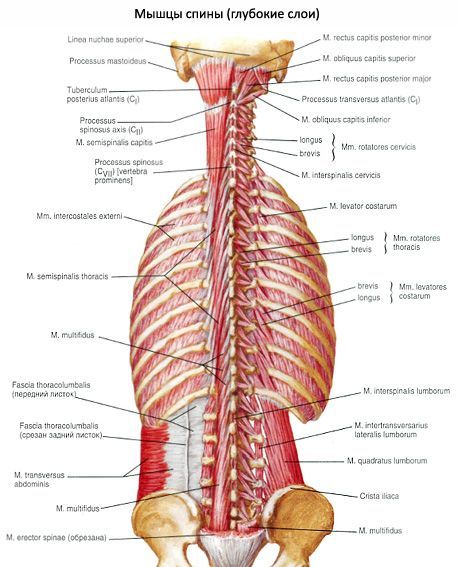 Мускулите на гърба