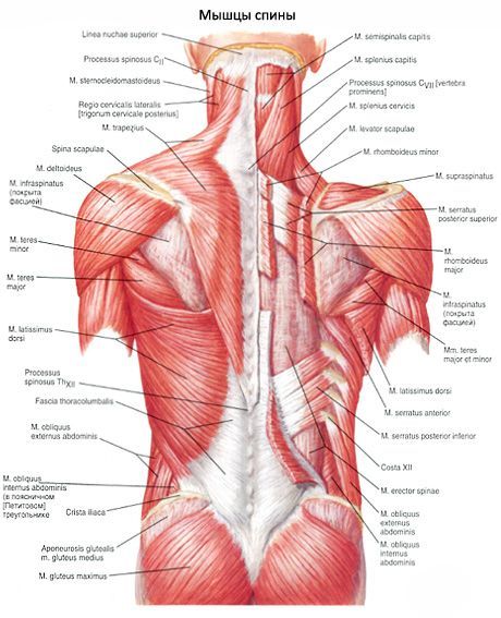 Мускулите на гърба
