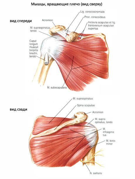 Мускулни и подостри мускули