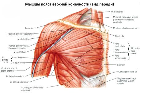 Мускулите на гърдата