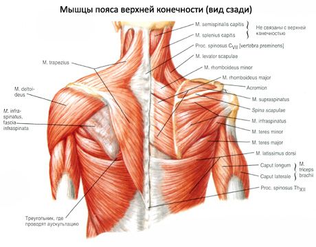 Мускулни и подостри мускули