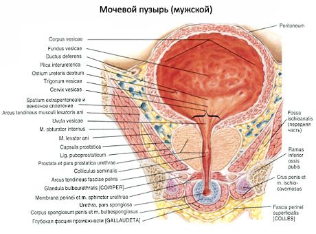 Пикочния мехур (vesica urinaria)