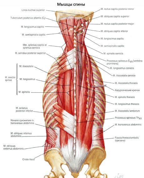 Мускул, изправяне на гръбначния стълб