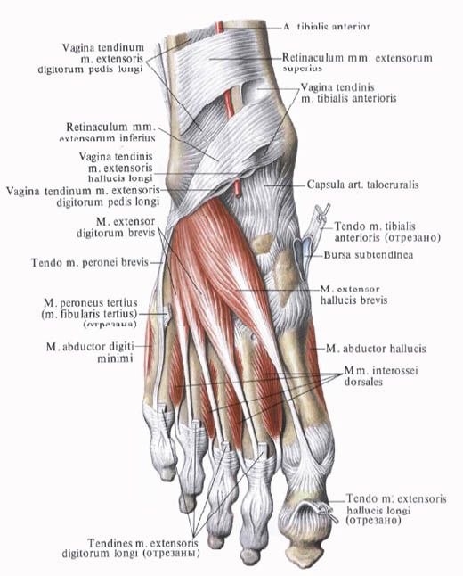 Мускулите на крака