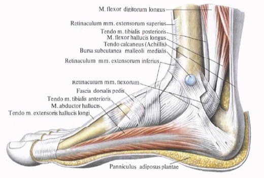 Мускулите на крака