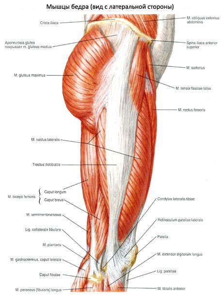 Мускулите на таза (мускулите на тазовия пояс)