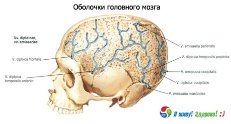 Океаните на мозъка