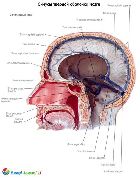 Синусите (синусите) на твърдата мембрана на мозъка