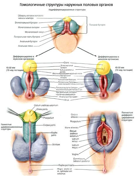 Хомоложни структури на външните генитални органи