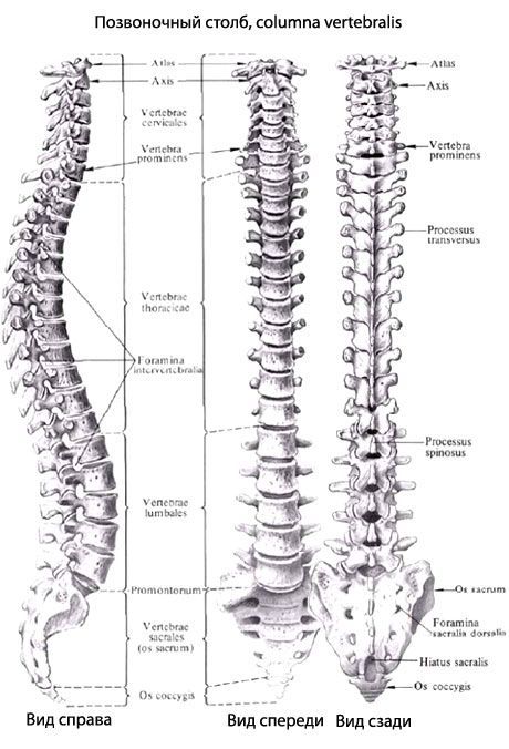 Гръбначна колона (гръбначен стълб)