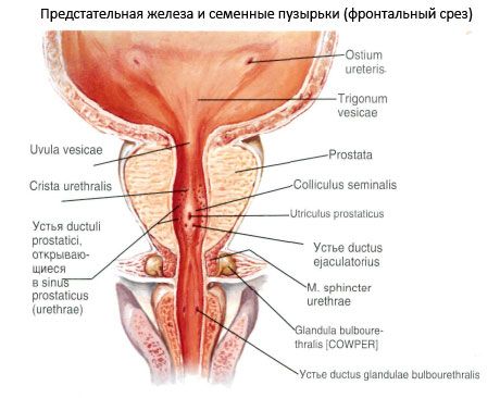 Простатата (простатата)