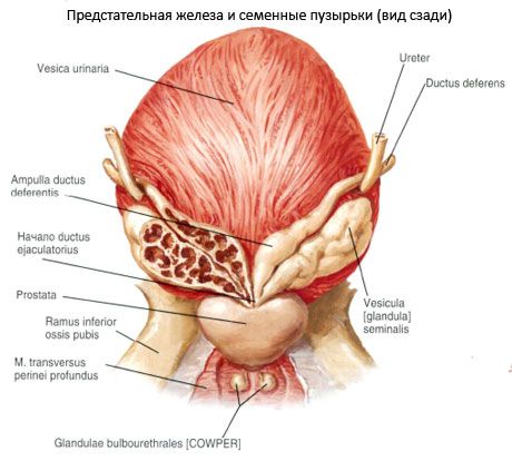 Простатата (простатната жлеза)
