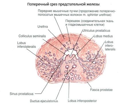 Простатата (простатната жлеза)