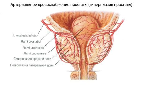 Съдовете и нервите на простатата