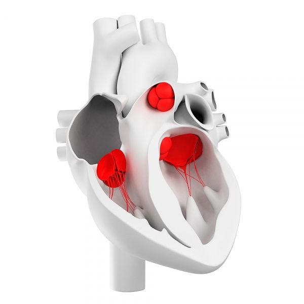 Сърдечни клапи и тяхната морфологична структура