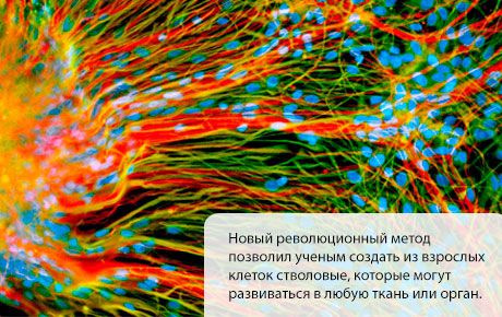 Създават се стволови клетки, които се развиват във всяка тъкан или орган