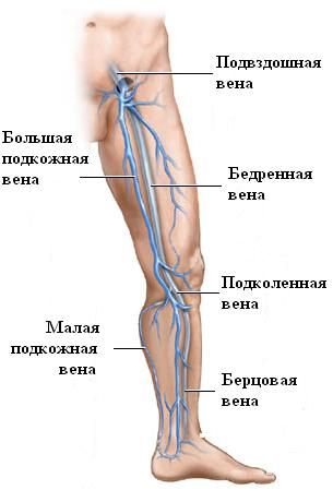 Циркулация на краката