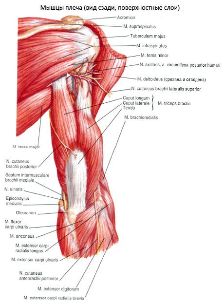 Улнеарният мускул