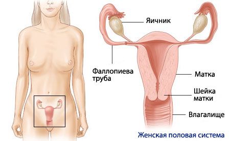 Анатомия и физиология на женската репродуктивна система