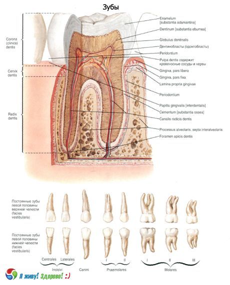 Зъби.  Структура на зъба