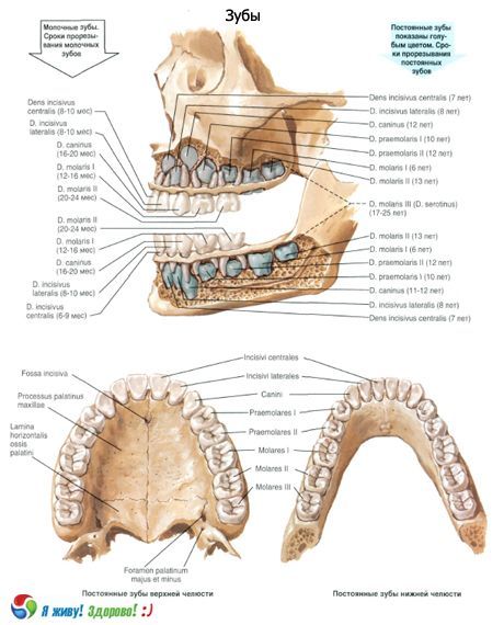 Зъби.  Структура на зъба